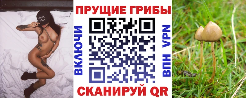 наркота  Аргун  Псилоцибиновые грибы мицелий 